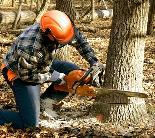 Tree Removal in Burlington, PA